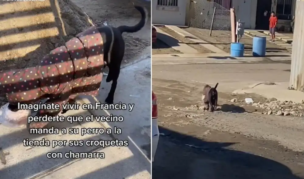 La joven que se encuentra en redes como @alevazquezmua tuvo muchos comentarios en la red de usuarios que mostraron su interés por entrenar a sus mascotas de esa manera. Foto: captura de TikTok