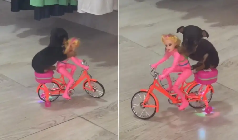 La joven que se encuentra en redes como @alinemotafono suele publicar los buenos momento que vive al lado de su chihuahueño, que tiene poco tiempo con ella. Foto: captura de TikTok La joven que se encuentra en redes como @alinemotafono suele publicar los buenos momento que vive al lado de su chihuahueño, que tiene poco tiempo con ella. Foto: captura de TikTok