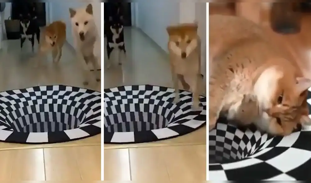 Video ha conseguido más de 11 millones de visualizaciones. Foto: captura de Twitter