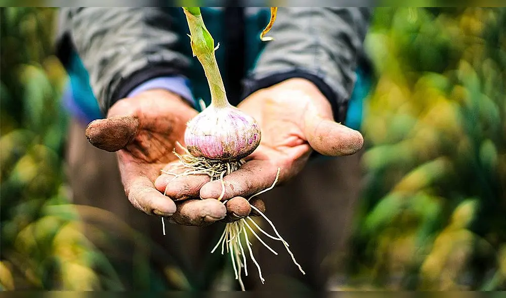 El Proyecto Ajo invirtió más de cinco millones de soles en la capacitación técnica de 970 agricultores, quienes ahora materializarán las enseñanzas con esta importante exportación. Foto: Gerencia Regional de Agricultura Arequipa El Proyecto Ajo invirtió más de cinco millones de soles en la capacitación técnica de 970 agricultores, quienes ahora materializarán las enseñanzas con esta importante exportación. Foto: Gerencia Regional de Agricultura Arequipa