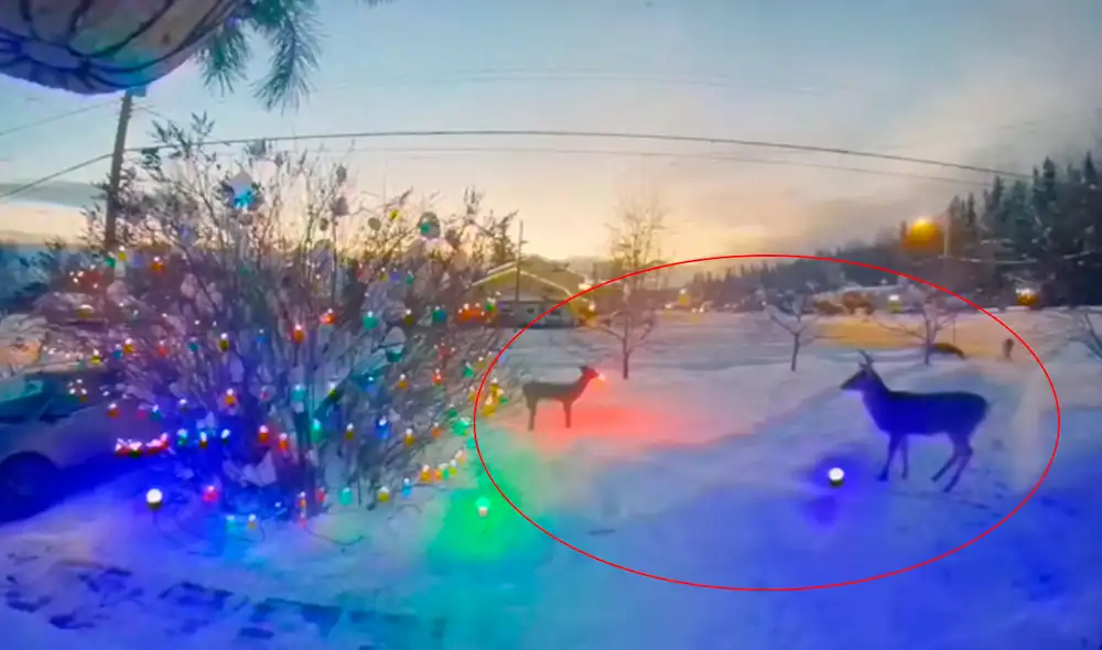 El reno no toleró la presencia de otro animal de su misma especie. Foto: captura de Facebook El reno no toleró la presencia de otro animal de su misma especie. Foto: captura de Facebook