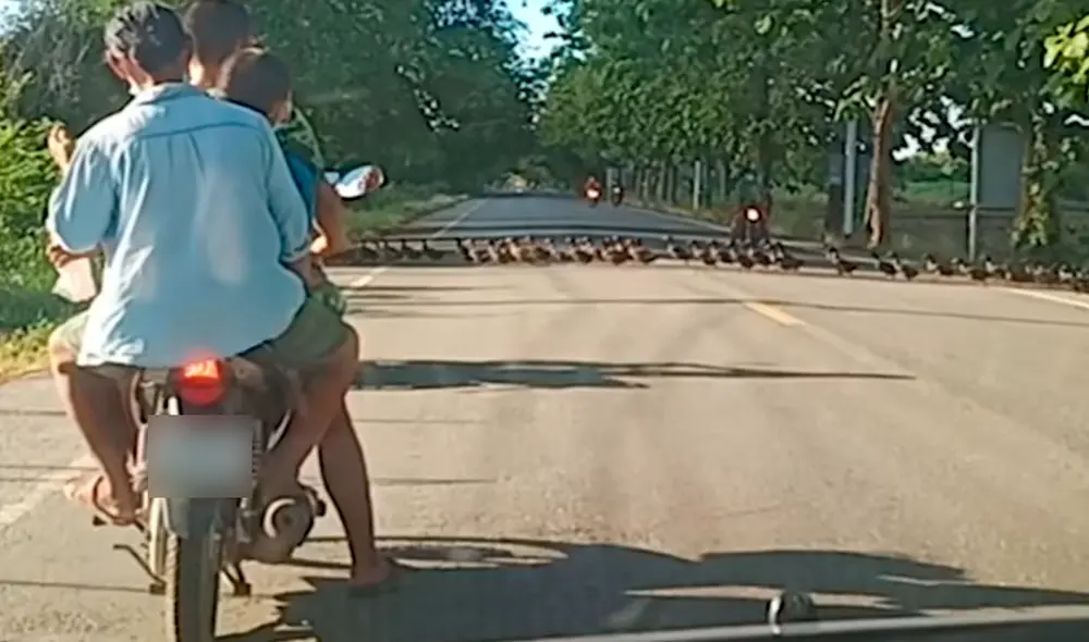 El paso del enorme número de plumíferos animales impidió que los autos continúen su viaje. Foto: captura de YouTube