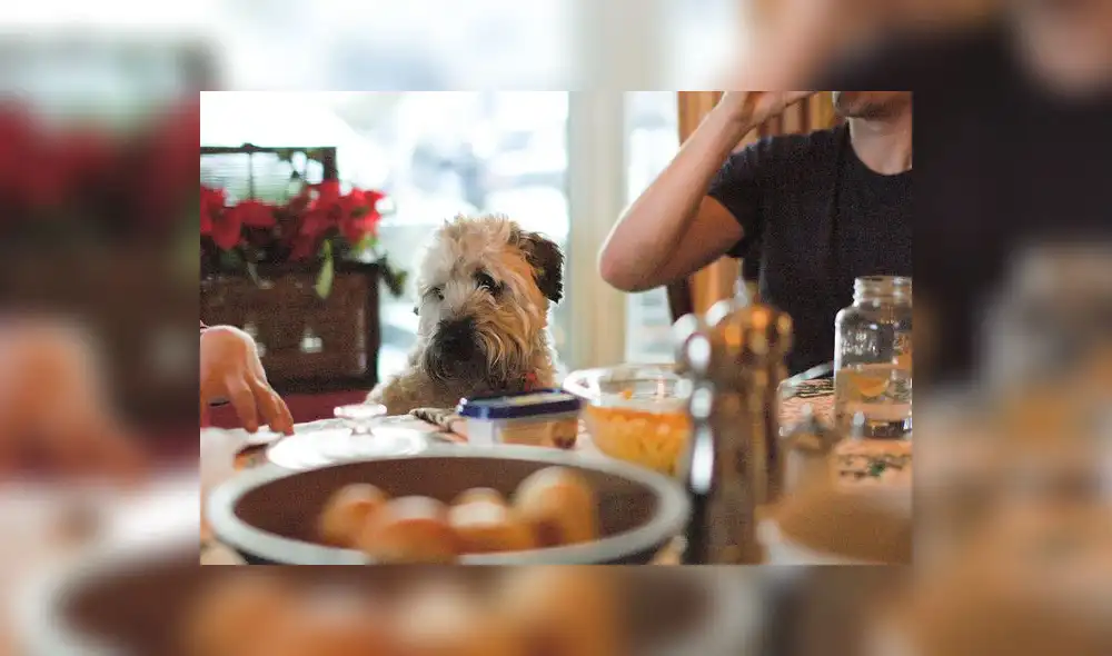 Los perros son tan queridos en la familia que tienen un lugar en la mesa navideña. Foto: Instituto Perro