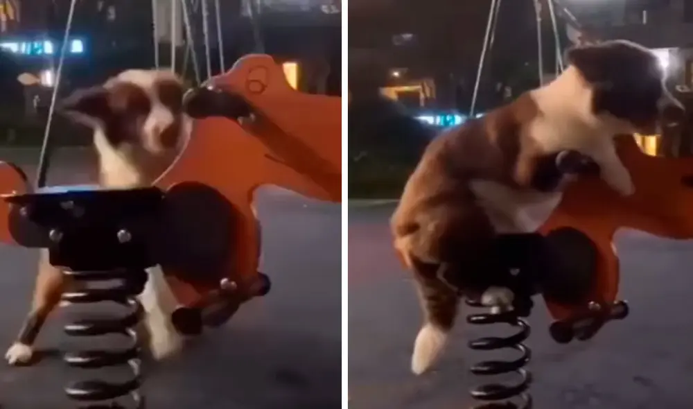 Un joven sacó a pasear a su mascota en horas de la noche; sin embargo, no imaginó que este se iba a subir a una mecedora para niños. Fotos: captura de TikTok Un joven sacó a pasear a su mascota en horas de la noche; sin embargo, no imaginó que este se iba a subir a una mecedora para niños. Fotos: captura de TikTok