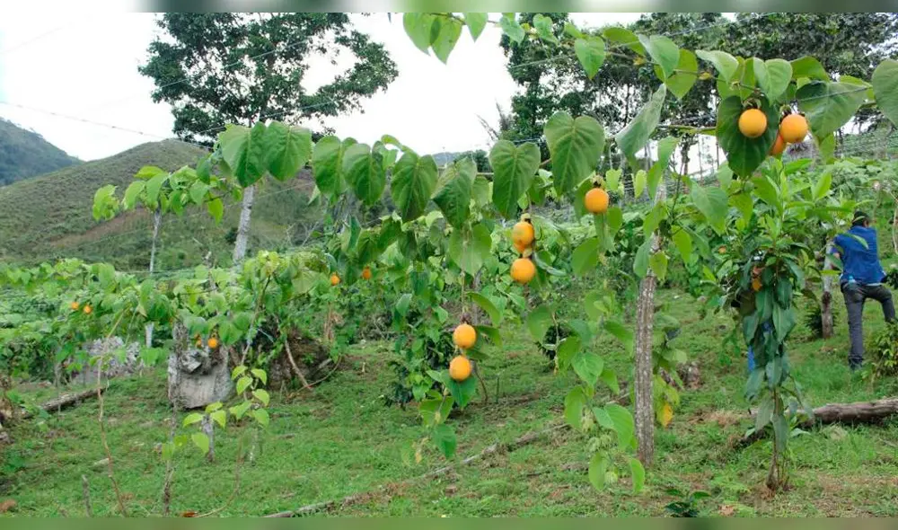 Con capacitación a agricultores buscan mejorar la producción de granadilla en Cajamarca. Foto: Gobierno Regional de Cajamarca. Con capacitación a agricultores buscan mejorar la producción de granadilla en Cajamarca. Foto: Gobierno Regional de Cajamarca.