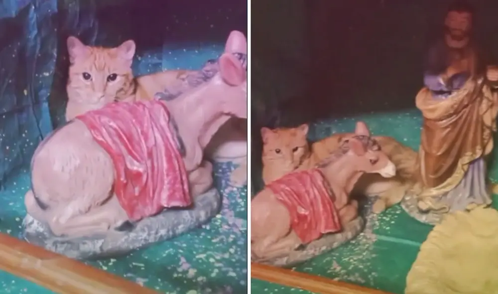 La cuidadora de este minino no dudó en grabar a su gatito y este permaneció sin moverse por un buen tiempo. Foto: captura de TikTok