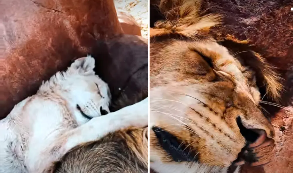 El video viral ha sido compartido en el canal Dean Schneider. Foto: captura de YouTube El video viral ha sido compartido en el canal Dean Schneider. Foto: captura de YouTube