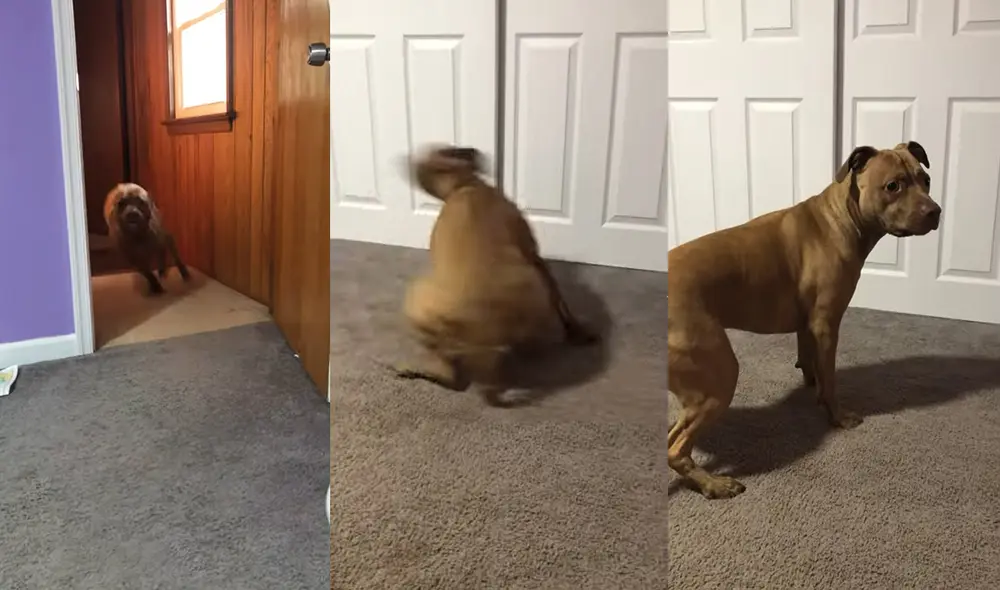 El enérgico perrito tiene cinco años de vida. Foto: captura de YouTube