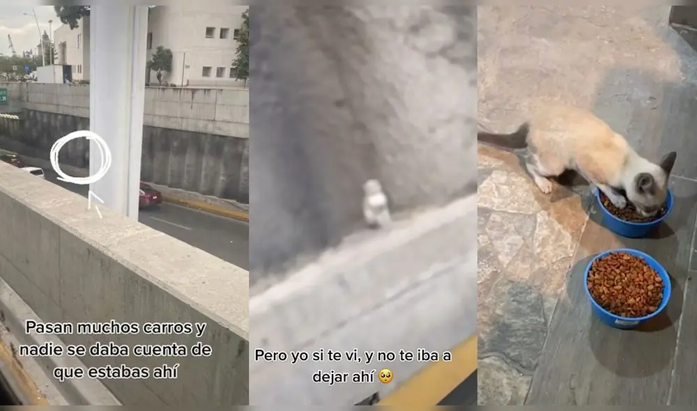 Video ha sido visto por casi medio millón de usuarios. Foto: captura de TikTok