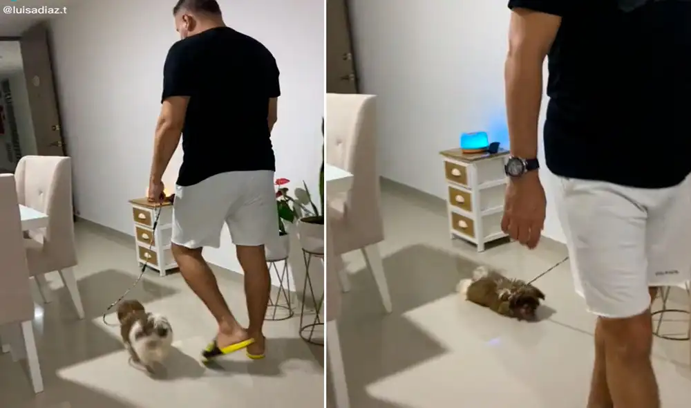 Este simpático can llamado Maxi parece hacer un ‘berrinche’ cuando sabe que debe acabar con su paseo. Foto: captura de TikTok Este simpático can llamado Maxi parece hacer un ‘berrinche’ cuando sabe que debe acabar con su paseo. Foto: captura de TikTok