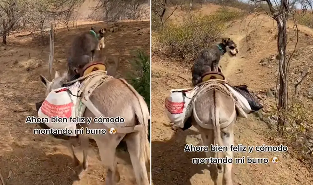 Más de 27.000 usuarios han dejado un like en la publicación, además de otros cientos de comentarios. Foto: captura de TikTok