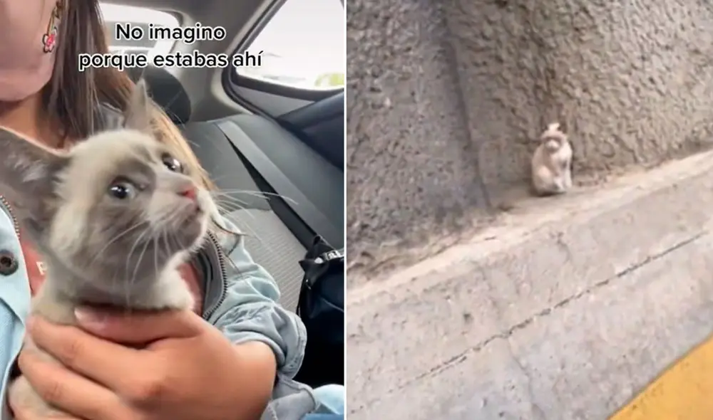 “Esta experiencia me hizo dar cuenta de que muchas veces no vemos a nuestro alrededor”, reflexionó la muchacha. Foto: captura de TikTok