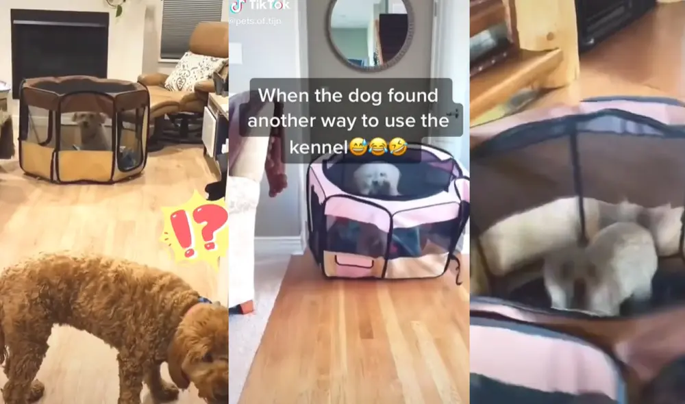 La mascota aprovechó en jugar y brincar en la nueva casita que su dueña le compró. Foto: captura de TikTok