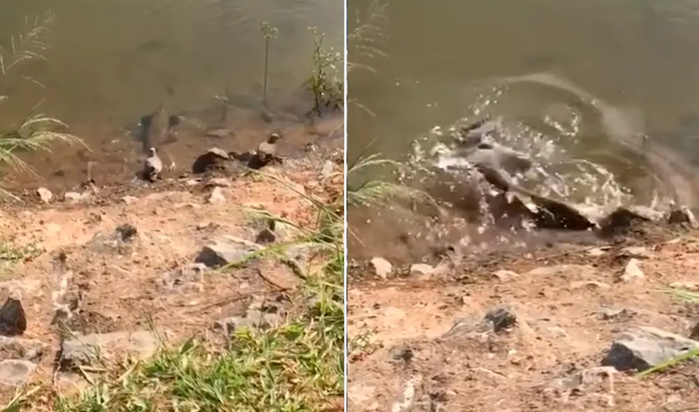 El pájaro tomaba agua cuando el pez saltó, logrando que este se zambulla en el fondo del río. Foto: captura de YouTube El pájaro tomaba agua cuando el pez saltó, logrando que este se zambulla en el fondo del río. Foto: captura de YouTube