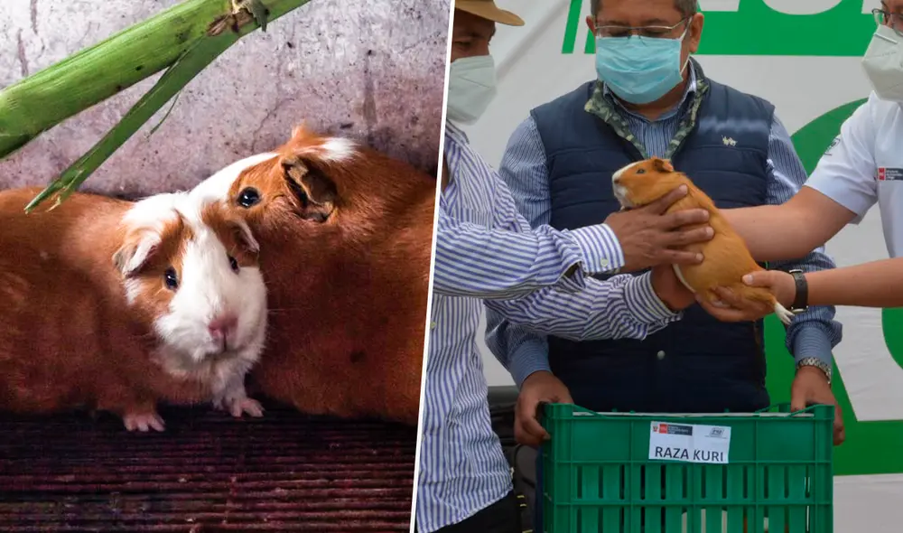 El cuy se caracteriza por poseer un bajo índice de grasa. Foto. composición LR / Fabrizio Oviedo