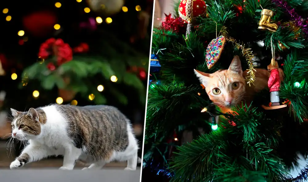 No es raro que los gatos ingieran objetos brillantes como adornos de Navidad. Fotos: composición LR/AFP/EFE