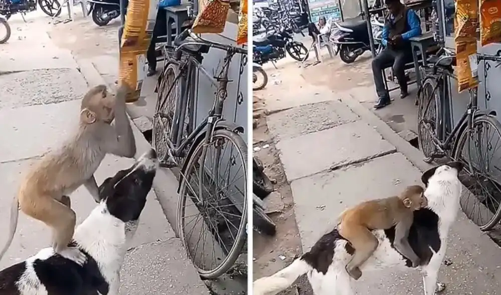 Estos animales de diferentes especies tenían un mismo objetivo: alimentarse. Foto: captura de TikTok