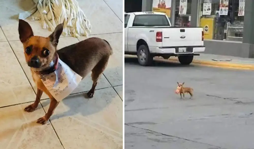 Un joven escribió una carta y la colocó en el cuello de su querida mascota, con el propósito de que lo llevará al local de su vecino para que lo lea. Foto: Antonio Muñoz/ Facebook