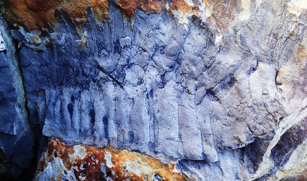 Segmento fosilizado del milpiés gigante Arthropleura, encontrado en una roca de arenisca en el norte de Inglaterra. Foto: Neil Daves Segmento fosilizado del milpiés gigante Arthropleura, encontrado en una roca de arenisca en el norte de Inglaterra. Foto: Neil Daves