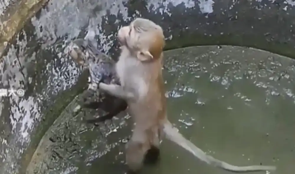 Monito pone en riesgo su vida al tratar de rescatar a un gato bebé que cayó en un pozo.