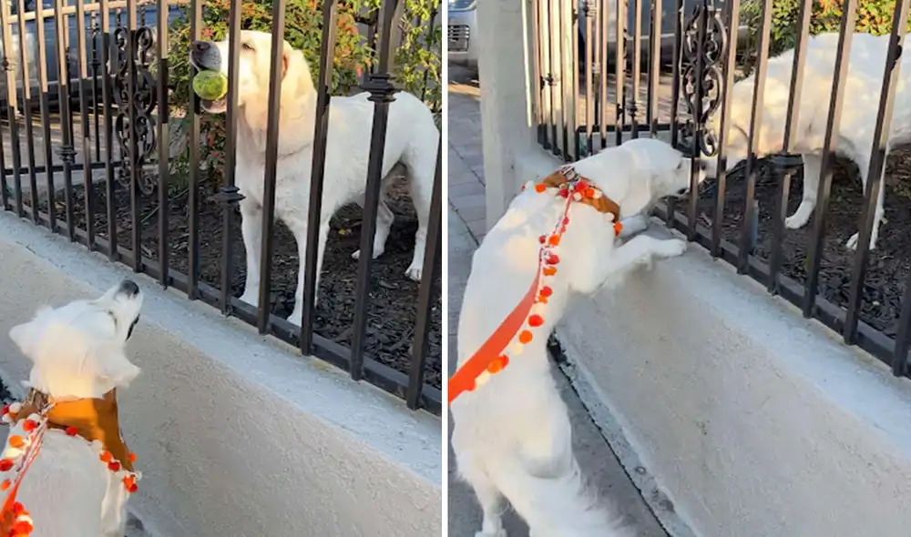 Una perrita se emocionó al conocer a su ‘nueva vecina’ que se mudó a su vecindario, por ello, el entregó su juguete favorito para que se diviertan juntos. Foto: captura de Facebook