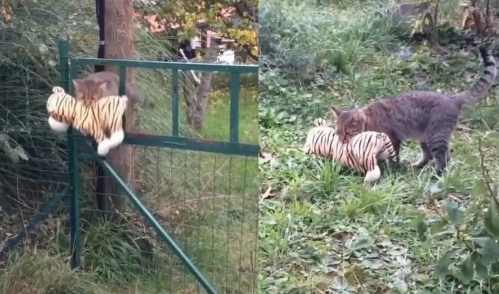 El tierno gatito no se separó del peluche en ningún momento ya que prefería jugar con él en el jardín de su casa. Foto: captura de TikTok El tierno gatito no se separó del peluche en ningún momento ya que prefería jugar con él en el jardín de su casa. Foto: captura de TikTok