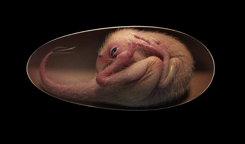 La postura de los oviraptóridos dentro de los huevos sería una prueba de que las aves modernas descienden de ellos. Foto: Lida Xing