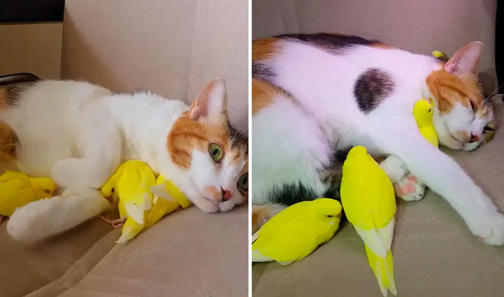 Una joven encontró a unas pequeñas aves y las llevó a su casa; sin embargo, no imaginó que iba a recibir la ayuda de su querida mascota. Foto: captura de Facebook Una joven encontró a unas pequeñas aves y las llevó a su casa; sin embargo, no imaginó que iba a recibir la ayuda de su querida mascota. Foto: captura de Facebook