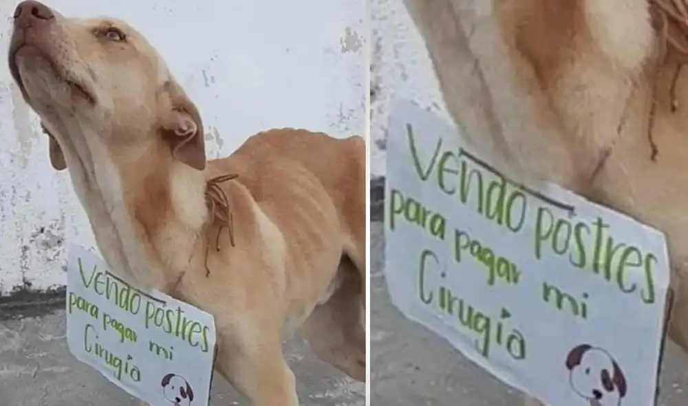 Gran parte del dinero que no pudo ser gastado en la operación de Rex por su repentino fallecimiento, fue usado para otras mascotas que lo necesitaban. Foto: captura de Facebook Gran parte del dinero que no pudo ser gastado en la operación de Rex por su repentino fallecimiento, fue usado para otras mascotas que lo necesitaban. Foto: captura de Facebook