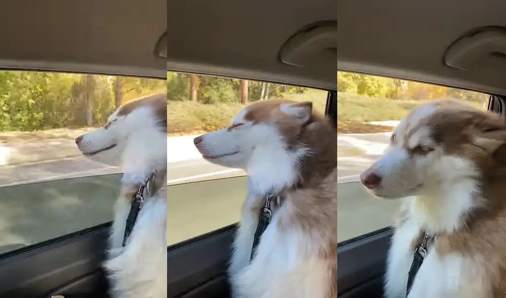 El perrito disfrutó de la brisa mientras paseaba por California. Foto: captura de YouTube