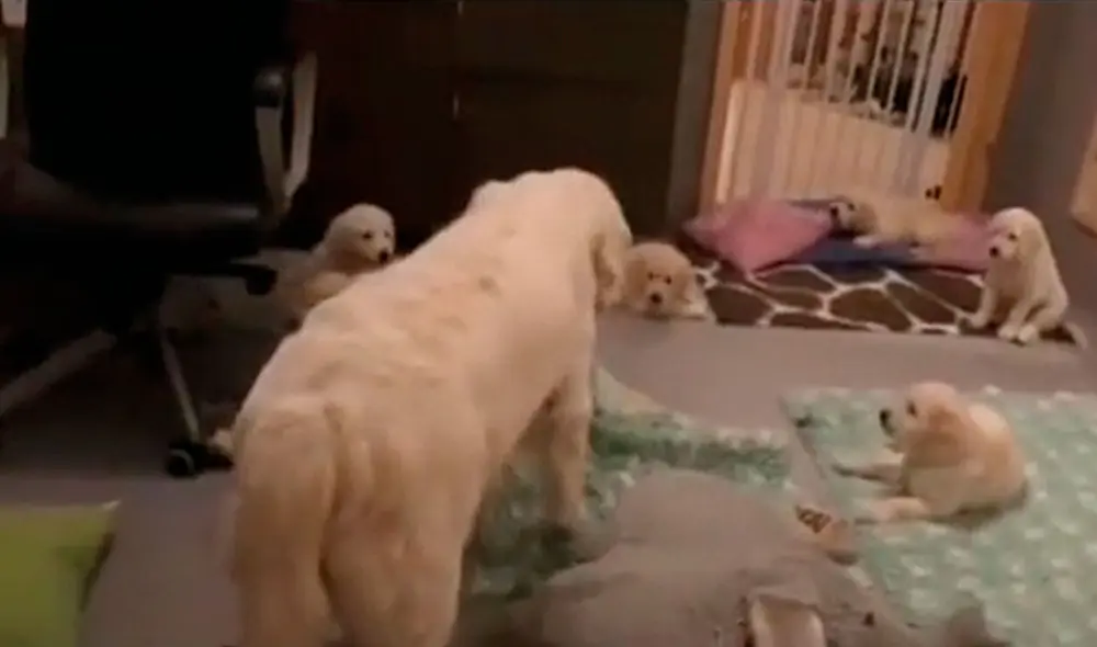 Al final, todos los cachorritos se quedaron quietos. Foto: captura de TikTok Al final, todos los cachorritos se quedaron quietos. Foto: captura de TikTok