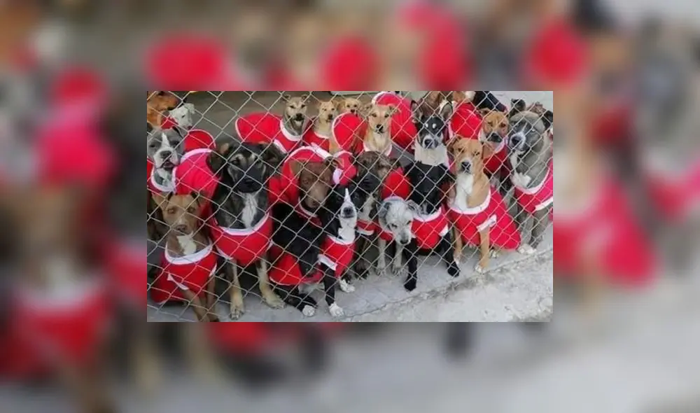 El establecimiento también solicitó donaciones para poder alimentar a los animales. Foto: captura de Facebook