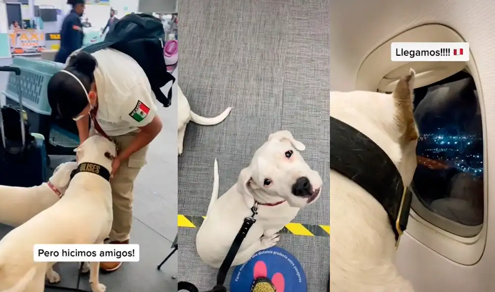 Video ha conseguido más de diez millones de reproducciones en TikTok. Foto: captura de TikTok