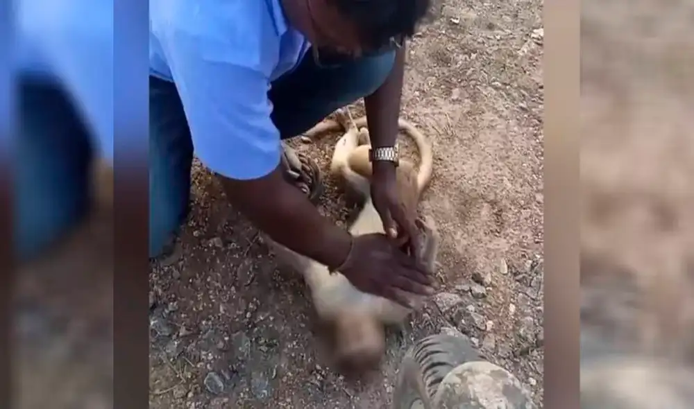 El taxista comenzó a realizarle maniobras de RCP al mono sobre su caja torácica y le dio respiración para que “regrese a la vida”. Foto: captura de YouTube El taxista comenzó a realizarle maniobras de RCP al mono sobre su caja torácica y le dio respiración para que “regrese a la vida”. Foto: captura de YouTube
