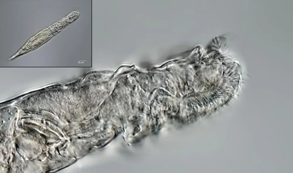 Vista cercana y de cuerpo completo del rotífero revivido. Fotos: Michael Plewka