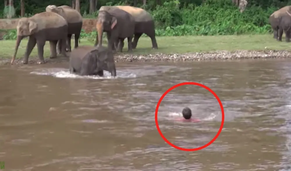Elefante bebé corre para salvar a un hombre al creer que se ahogaba en el río. Foto: capturas de TikTok.