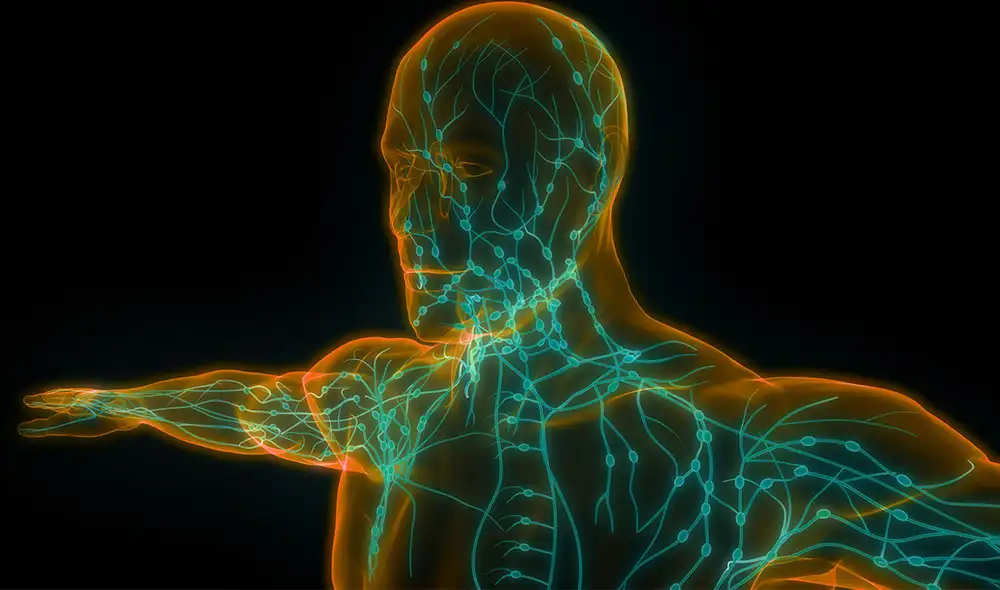 Representación de los nódulos linfáticos, que filtran los linfocitos que combaten las infecciones. Imagen referencial: magicmine / Adobe Stock