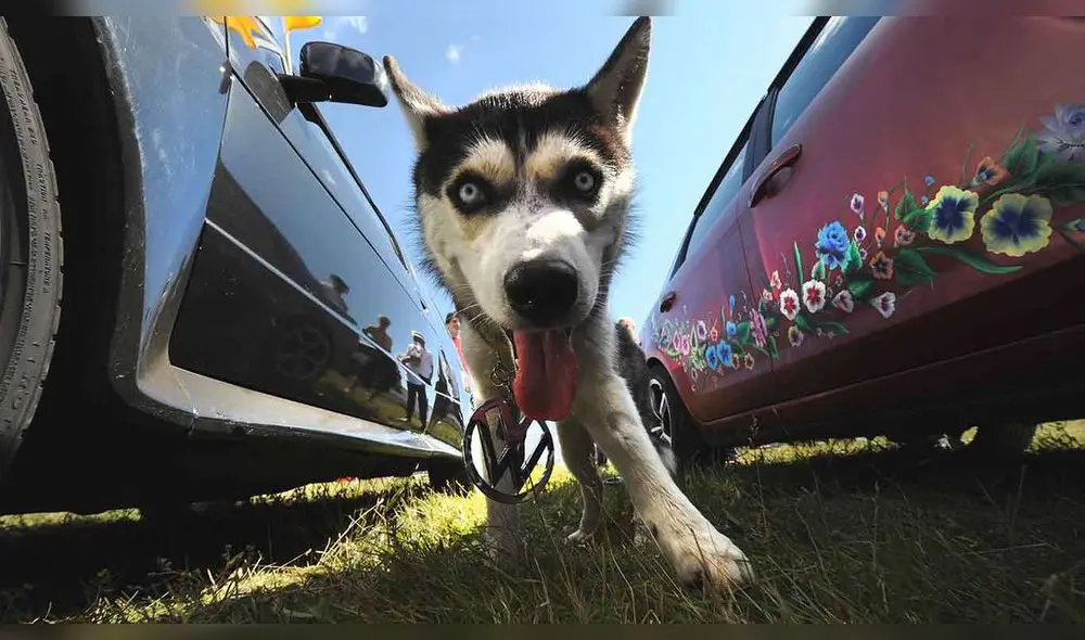 Los perros comparten también las vacaciones con los dueños. Foto: AFP.