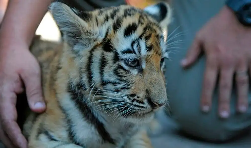 Los animales no fueron anestesiados para recibir sus respectivas dosis, sino que fueron entrenados para ser inoculados voluntariamente. Foto: AFP Los animales no fueron anestesiados para recibir sus respectivas dosis, sino que fueron entrenados para ser inoculados voluntariamente. Foto: AFP