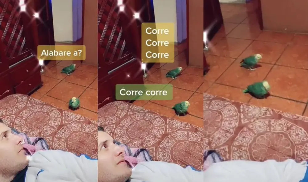 El joven de usuario @samuelcastelli suele compartir varios videos en compañía de sus dos mascotas, quienes suelen 'hablar' con su dueño. Foto: captura de TikTok El joven de usuario @samuelcastelli suele compartir varios videos en compañía de sus dos mascotas, quienes suelen 'hablar' con su dueño. Foto: captura de TikTok