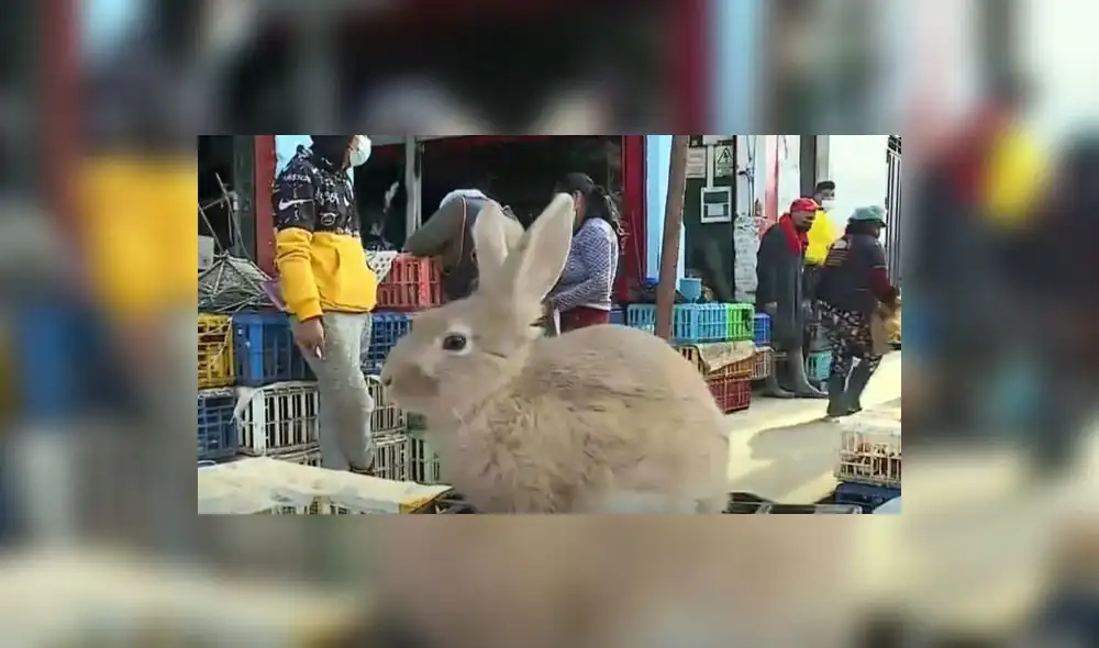 Los expendedores señalan que preparar un pichón al horno sale mucho más barato. Foto: captura de América Noticias Los expendedores señalan que preparar un pichón al horno sale mucho más barato. Foto: captura de América Noticias