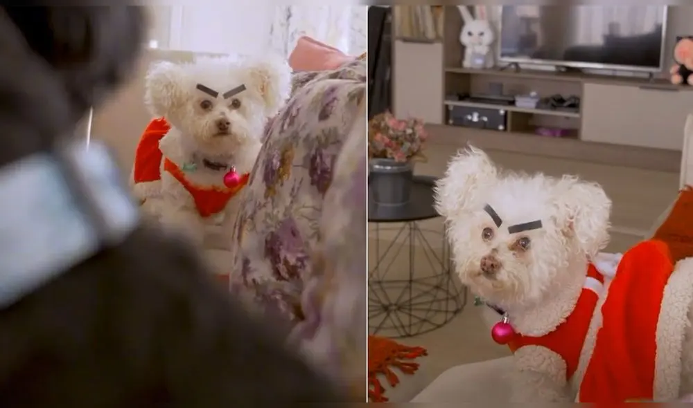 Video ha conseguido más de 20.200 ‘me gusta’ en TikTok. Foto: captura de TikTok