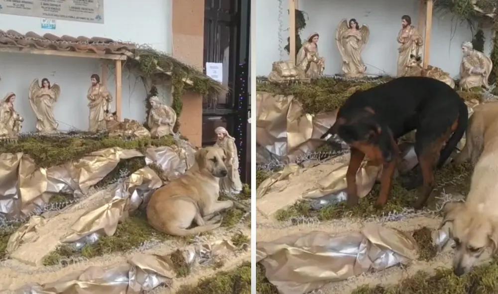 Los usuarios de la red quedaron cautivados con la escena de los perros en el nacimiento. Foto: captura de TikTok