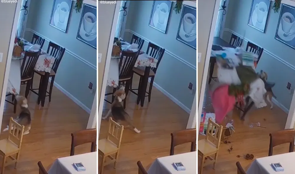 La cena navideña terminó en el piso al atorarse el collar del beagle con la tela del mantel. Foto: captura de TikTok