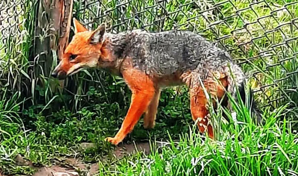 Hoy tiene aproximadamente 2 años y devolverlo a su hábitat sería difícil porque no podría cazar. Foto: Serfor