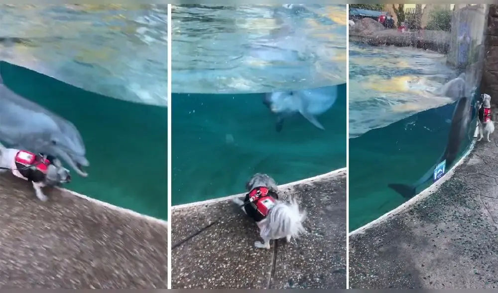 Video ha conseguido casi medio millón de reproducciones. Foto: captura de TikTok