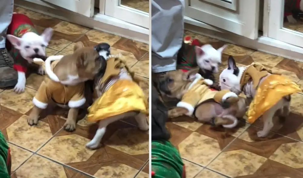 La joven de usuario @rivotrils2 suele compartir en redes las aventuras y el día a día que vive al lado de sus mascotas, cinco perros de raza bulldog francés. Foto: captura de TikTok