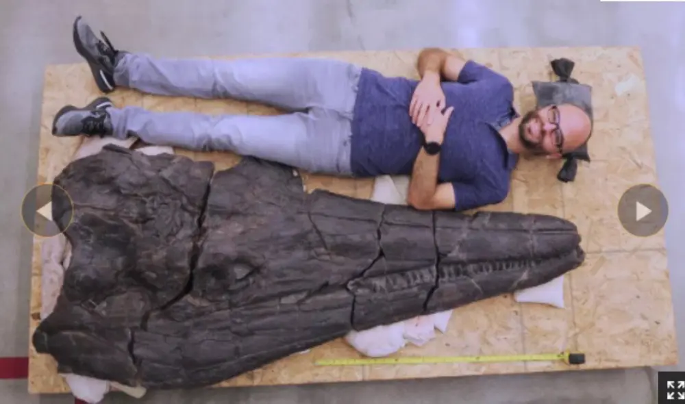 La cabeza del ictiosaurio tiene un tamaño parecido al de un humano estándar. Foto: Martin Sander