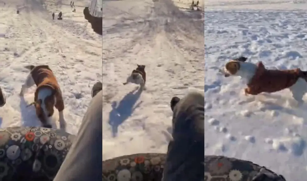 Más de 1,3 millones de usuarios quedaron sorprendidos con la rapidez del can al correr por la nieve e indicaron que le gustaba el clip. Foto: captura de TikTok