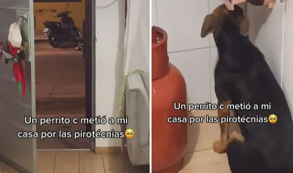 La publicación ayudó a crear conciencia sobre el uso de pirotecnia y las terribles consecuencias que sufren los animales. Foto: captura de TikTok